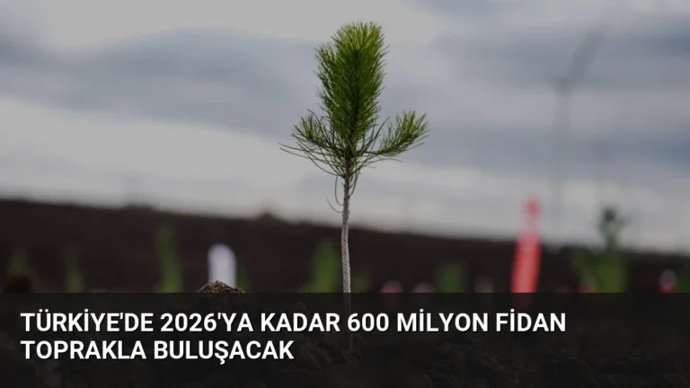 Türkiye’de 2026’ya Kadar 600 Milyon Fidan Toprakla Buluşacak