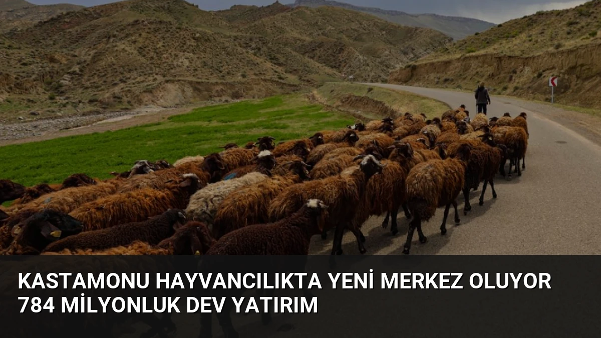 Kastamonu Hayvancılıkta Yeni Merkez Oluyor 784 Milyonluk Dev Yatırım