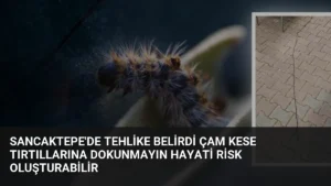 Sancaktepe'de Tehlike Belirdi Çam Kese Tırtıllarına Dokunmayın Hayati Risk Oluşturabilir