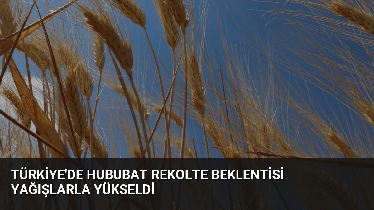 Türkiye’de Hububat Rekolte Beklentisi Yağışlarla Yükseldi
