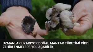 Uzmanlar Uyarıyor Doğal Mantar Tüketimi Ciddi Zehirlenmelere Yol Açabilir