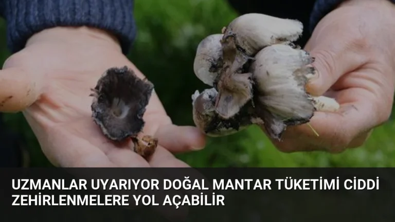 Uzmanlar Uyarıyor Doğal Mantar Tüketimi Ciddi Zehirlenmelere Yol Açabilir