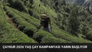 ÇAYKUR 2026 Yaş Çay Kampanyası Yarın Başlıyor