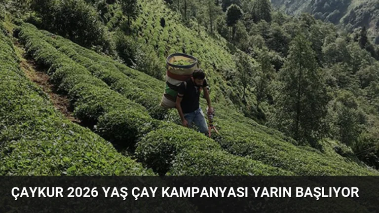 ÇAYKUR 2026 Yaş Çay Kampanyası Yarın Başlıyor