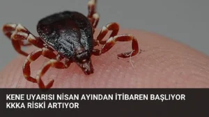 Kene Uyarısı Nisan Ayından İtibaren Başlıyor KKKA Riski Artıyor