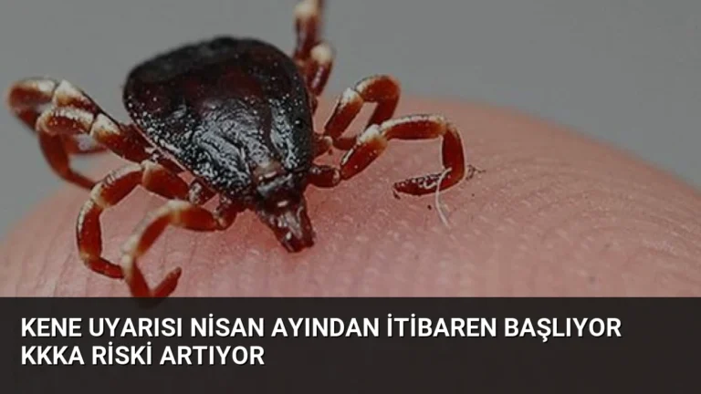 Kene Uyarısı Nisan Ayından İtibaren Başlıyor KKKA Riski Artıyor