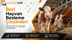 Süt İkame Yemi ile Sütten Kesim Programı Nasıl Yürütülür?