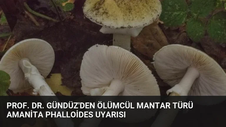 Prof. Dr. Gündüz’den Ölümcül Mantar Türü Amanita Phalloides Uyarısı
