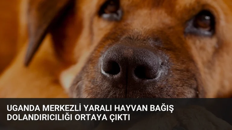 Uganda Merkezli Yaralı Hayvan Bağış Dolandırıcılığı Ortaya Çıktı