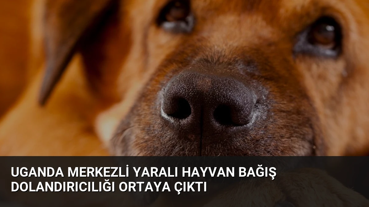 Uganda Merkezli Yaralı Hayvan Bağış Dolandırıcılığı Ortaya Çıktı