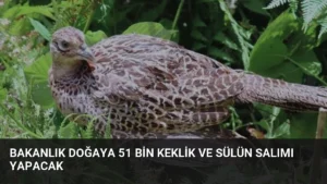 Bakanlık Doğaya 51 Bin Keklik ve Sülün Salımı Yapacak