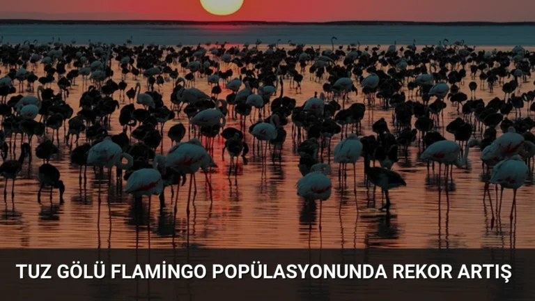 Tuz Gölü Flamingo Popülasyonunda Rekor Artış